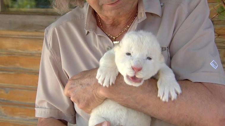 Nace el primer león blanco en España