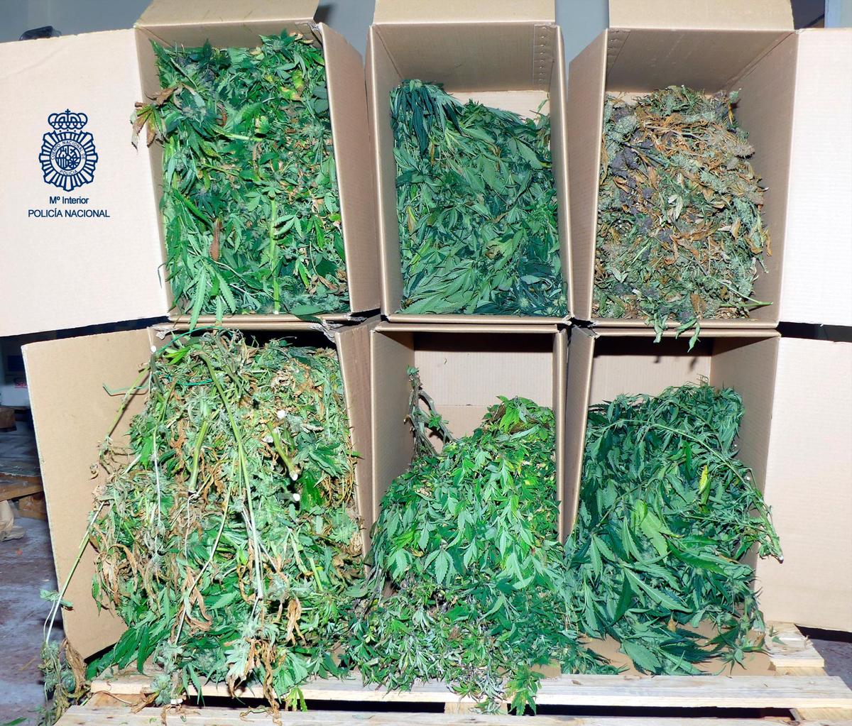 Plantas de marihuana incautadas por la Policía.