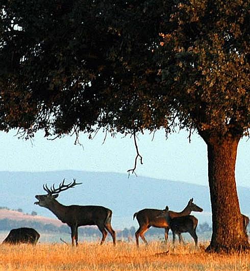 Cuando el cazador es señalado