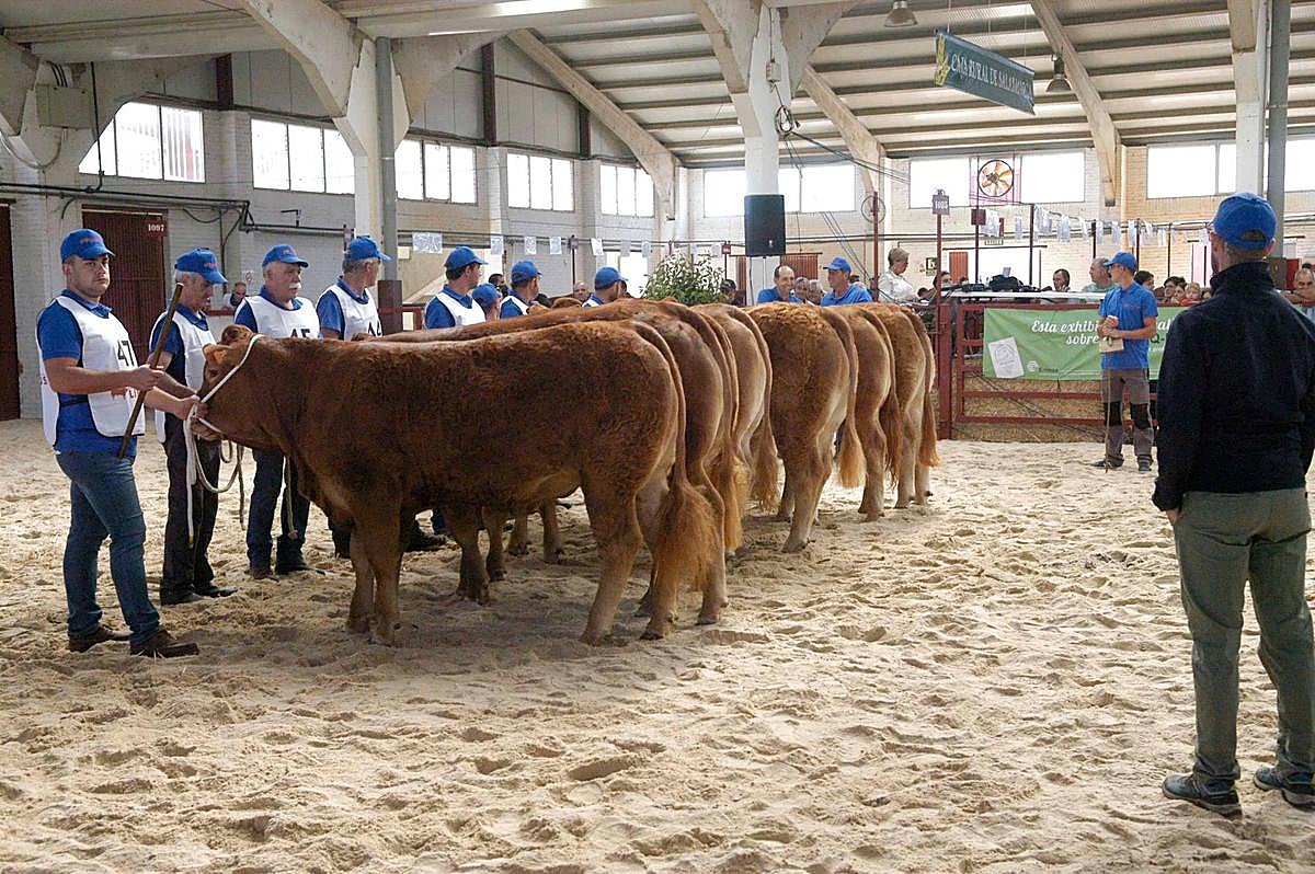 Concurso nacional de limusín de la pasada edición de Salamaq.
