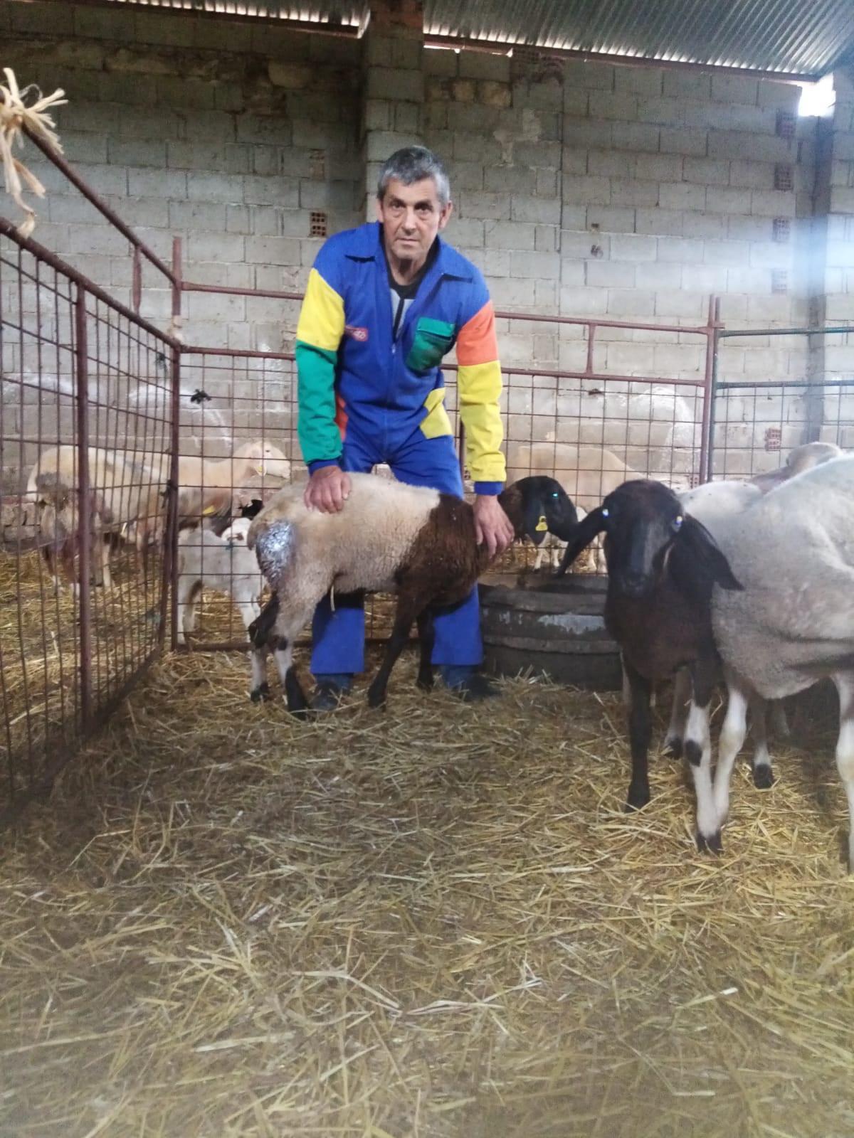 Vicente Hernández, de Saldeana, con una de las ovejas heridas.