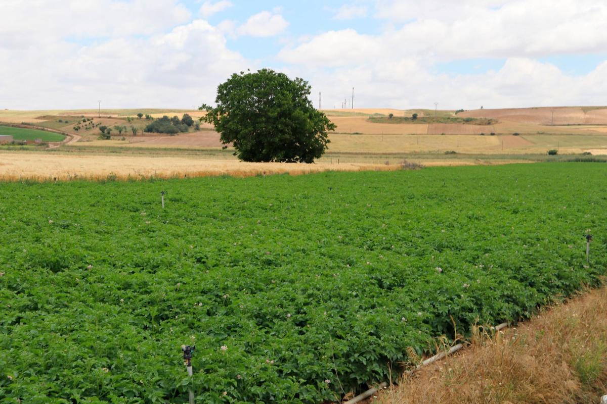 Parcela sembrada de patatas en Cantalpino.