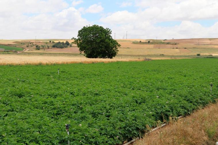 Parcela sembrada de patatas en Cantalpino.