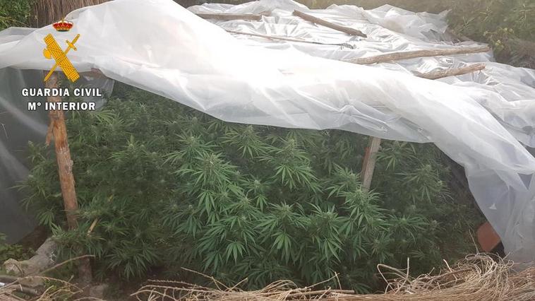 Desmantelados 5 ‘sembrados’ de marihuana relacionados con la salvaje agresión a palos en Navasfrías