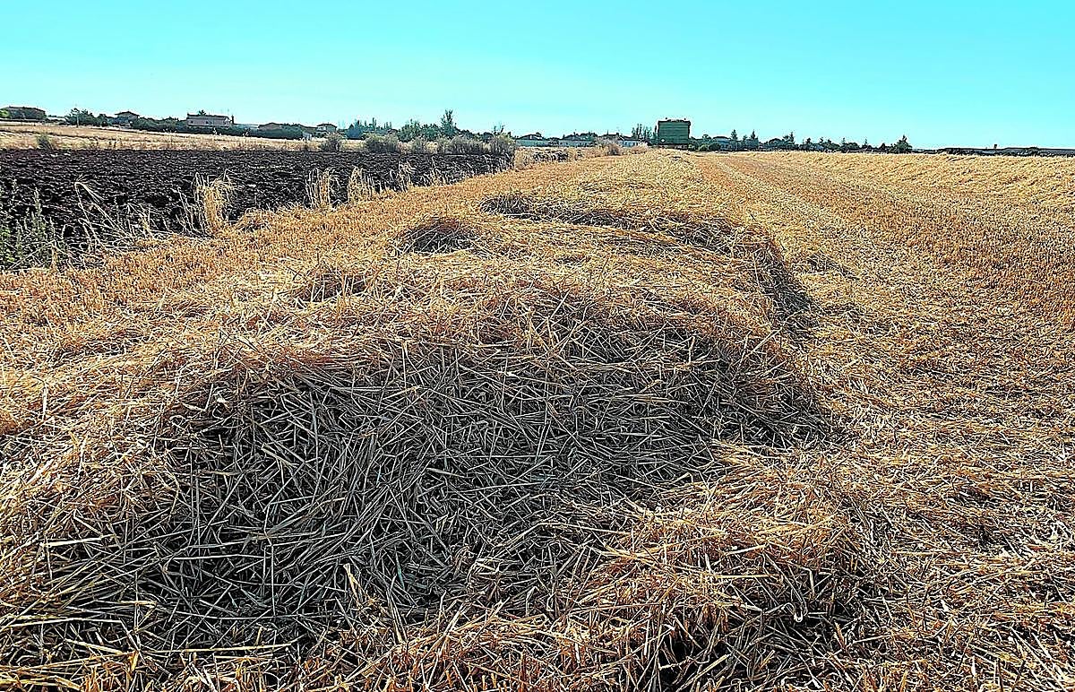 Parcela recién cosechada con la paja ya en 'baraño' para empacar.