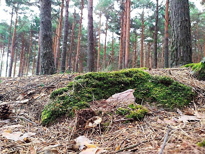 Setas en un pinar de Candelario.