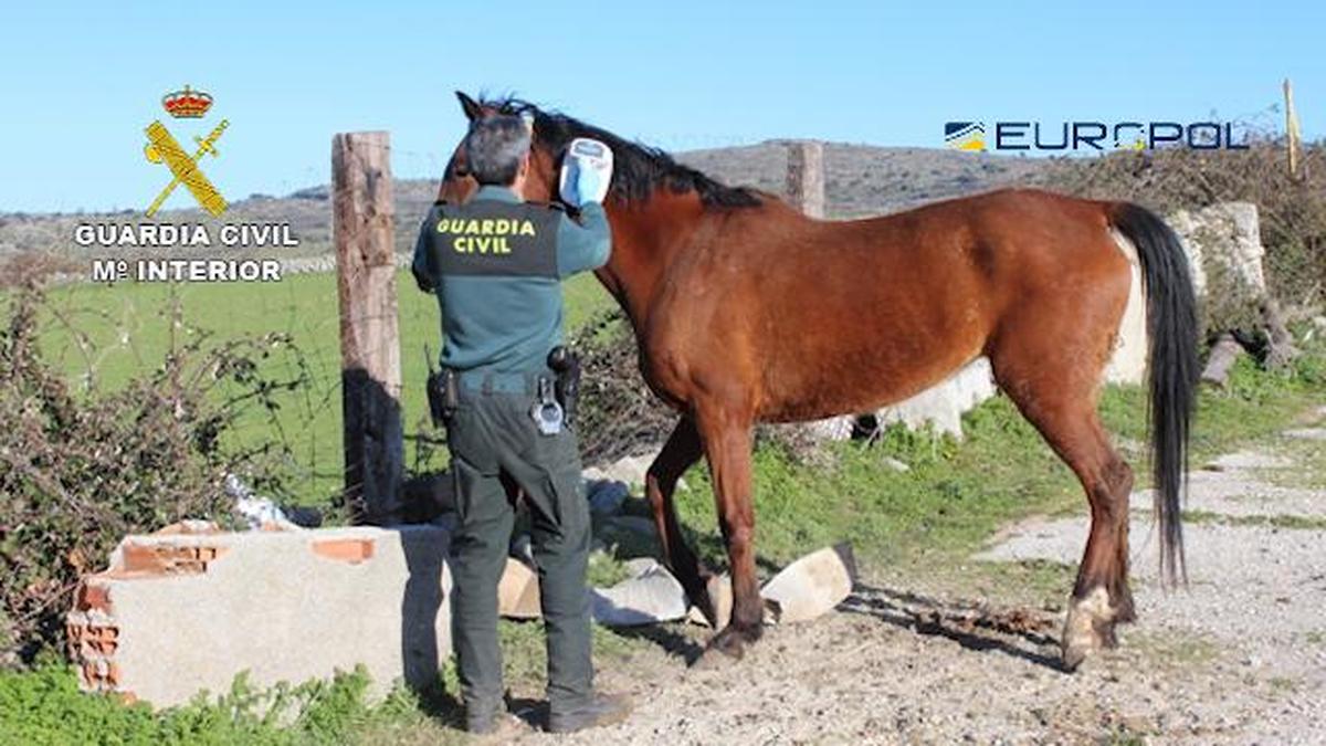 La Guardia Civil comprobando el chip de un caballo.