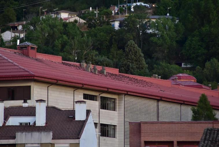 Imagen de los estorninos en la cubierta de la Escuela de Ingenieros.