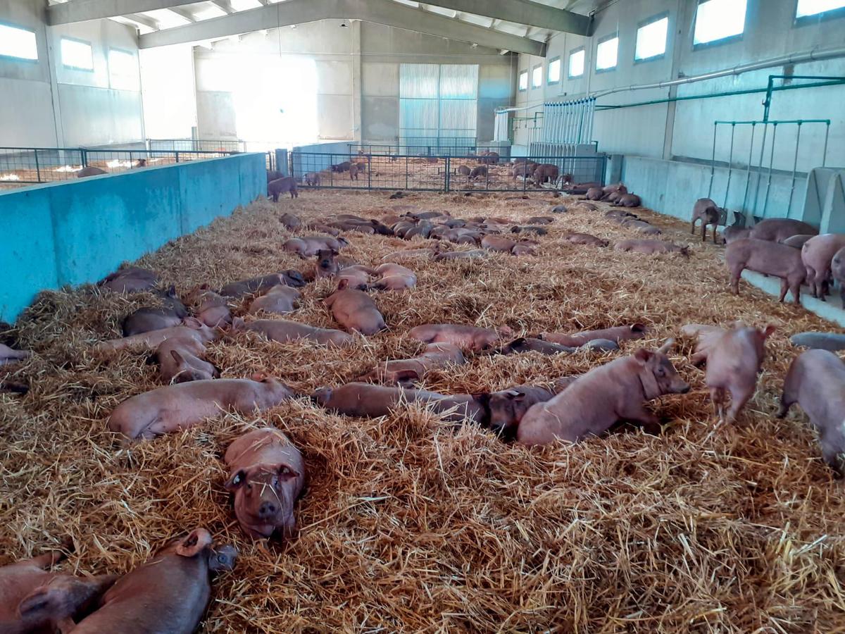 Cerdos ibéricos en el cebadero de Monterrubio de la sierra, puesto en marcha en abril de este año