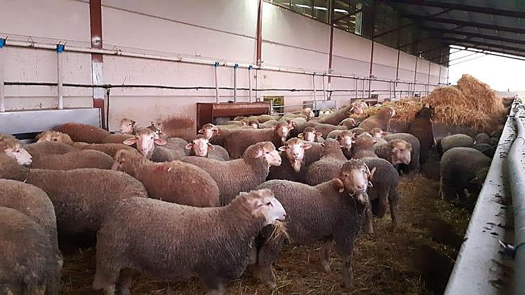 Corderos en el cebadero.