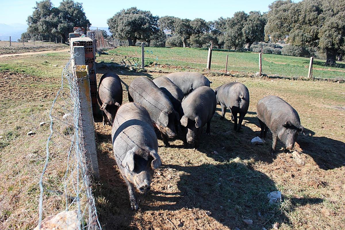 Cerdos en una explotación de Salamanca.