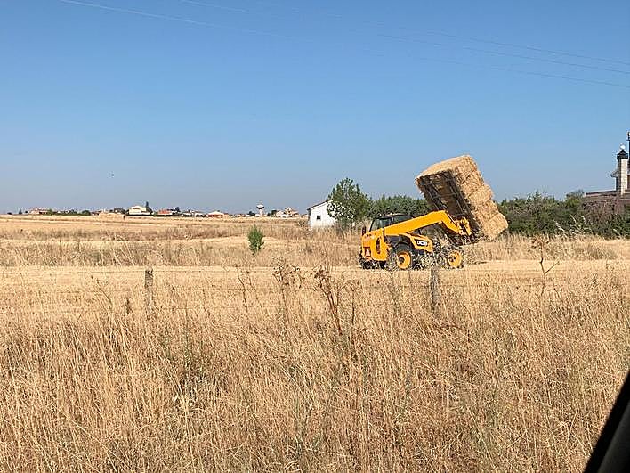Este año la cosecha es un 140% superior a la de 2019