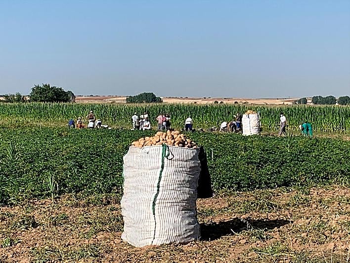 Saca de patatas en plena campaña de recogida.