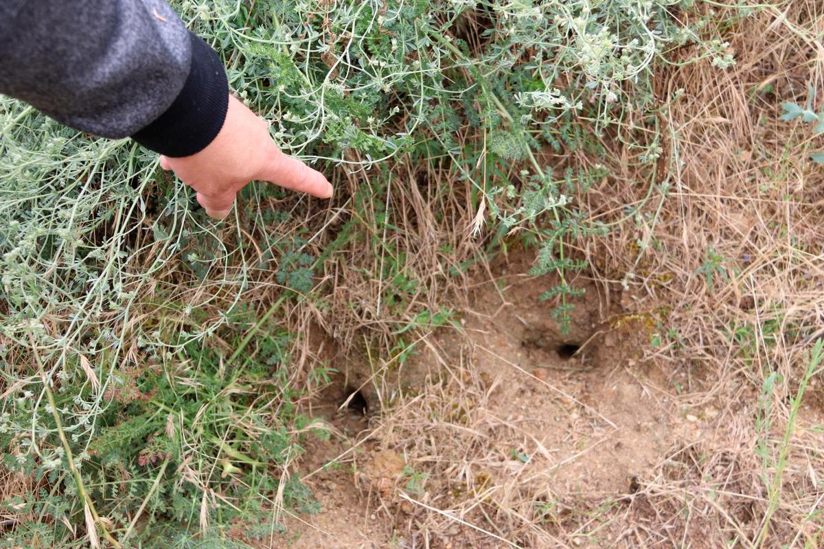 Huras de topillos en el término municipal de Cantalpino.