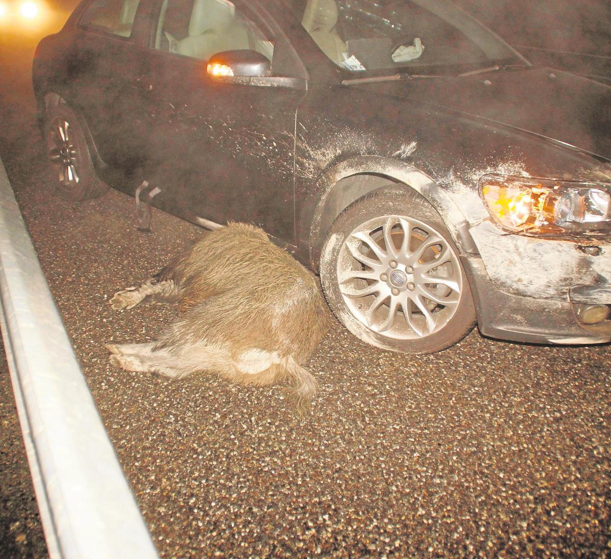 Accidente de un vehículo con un jabalí.