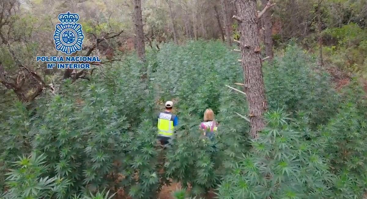 La Policía pasea por la impresionante plantación de marihuana en los montes de Agüero