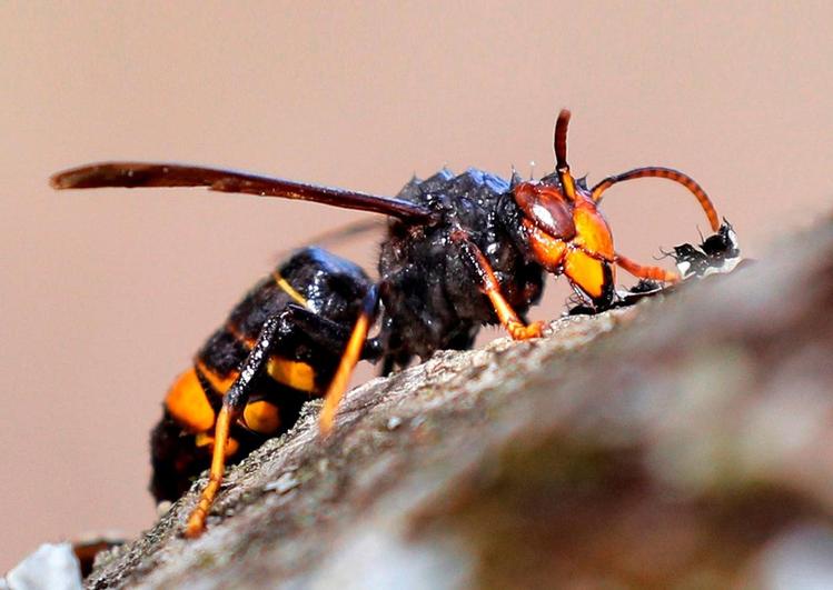 Avispa velutina, depredadora de abejas y otros insectos. Puede llegar a medir 3,5 centímetros.