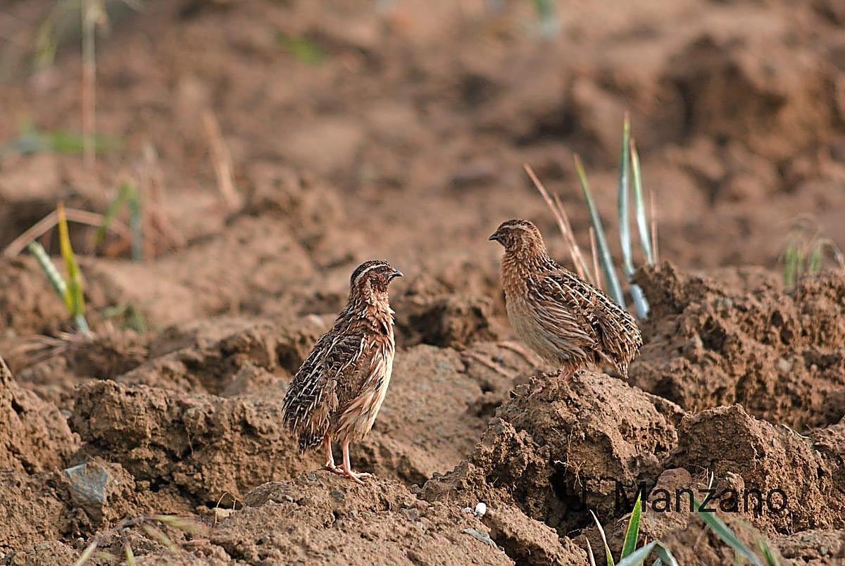 Un par de codornices en el campo.