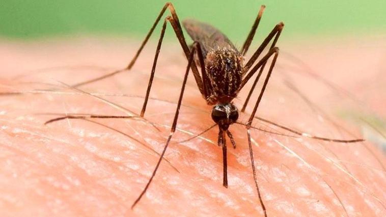 El ‘Aedes japonicus’, una nueva especie invasora de mosquito proveniente de Oriente.