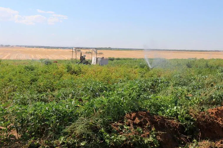 Una parcela de Cantalpino con el riego aún por sondeo