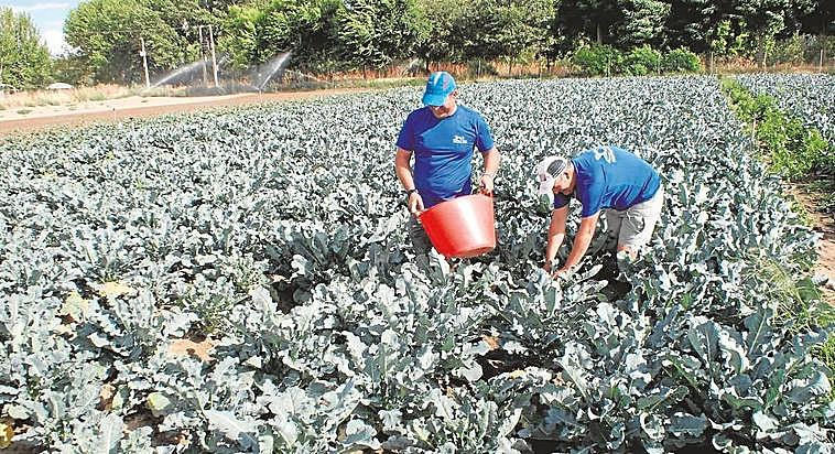 Emilio Herrero y su hermano Juan Manuel en la finca que trabajan en Cabrerizos.
