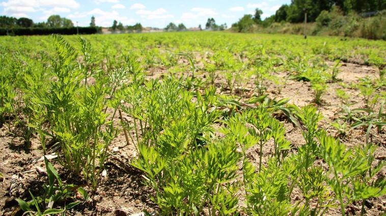 Zanahorias cultivadas entre Valverdón y Almenara de Tormes.