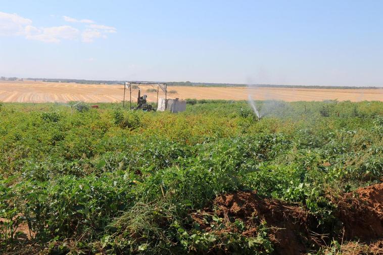 Parcela en la localidad de Cantalpino en la que utilizan el riego por sondeo.