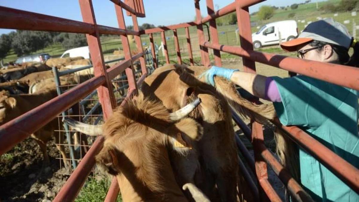 Una veterinaría realizando un saneamiento ganadero en Salamanca.