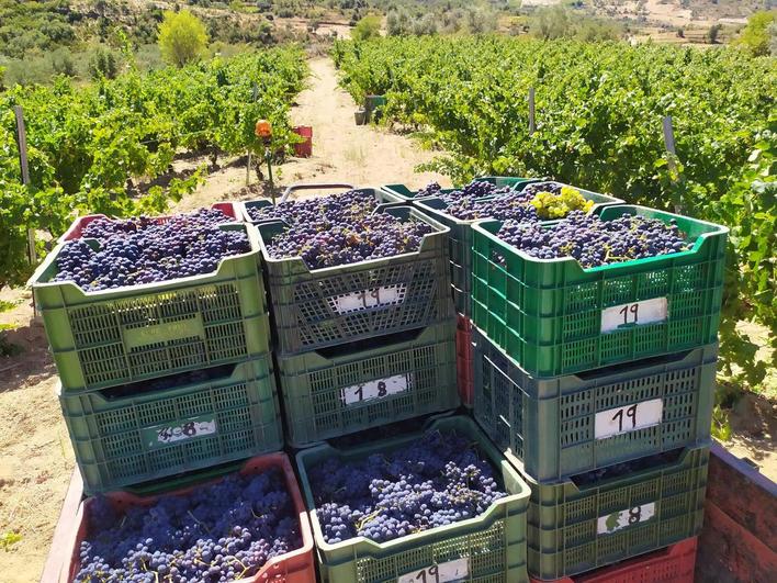 Uvas Rufete recolectadas en una finca de San Esteban de la Sierra el pasado viernes.