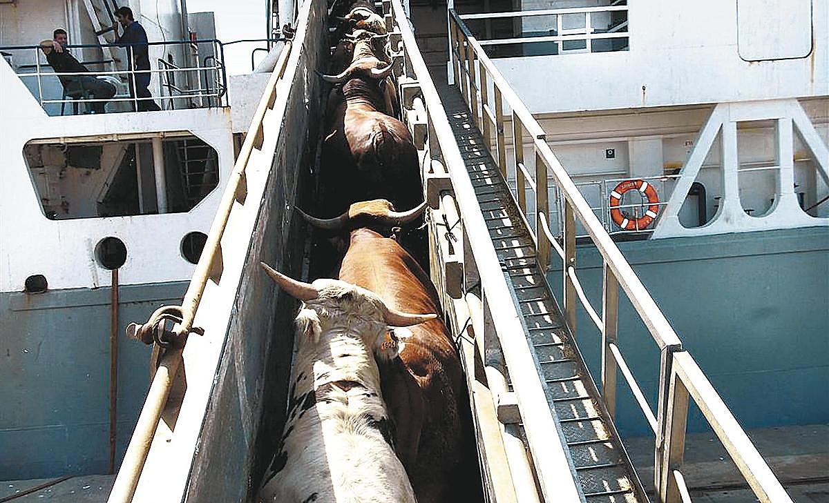 Carga de ganado vacuno en uno de los barcos que salen desde el puerto de Cartagena (Murcia).