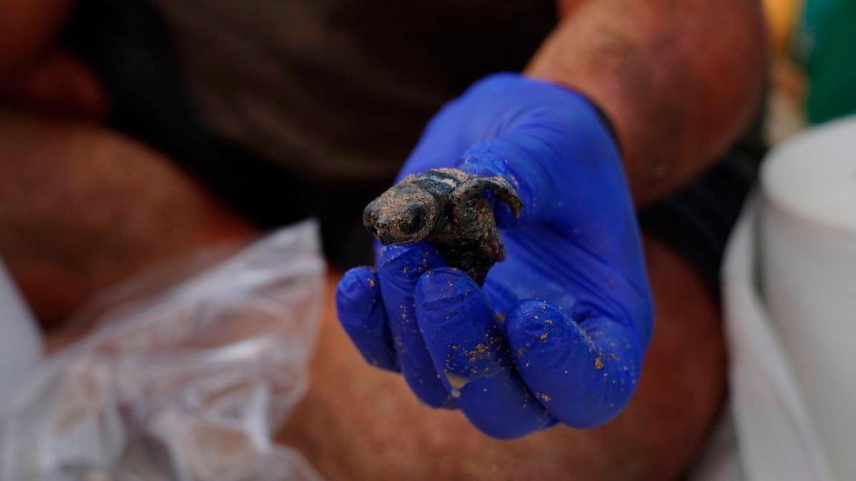 Tortuga nacida en una playa de Menorca.