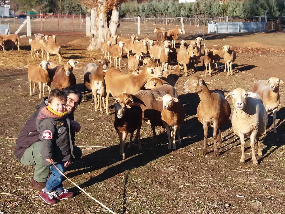 Ovejas pelibuey en la explotación de Hipólito Cuesta.