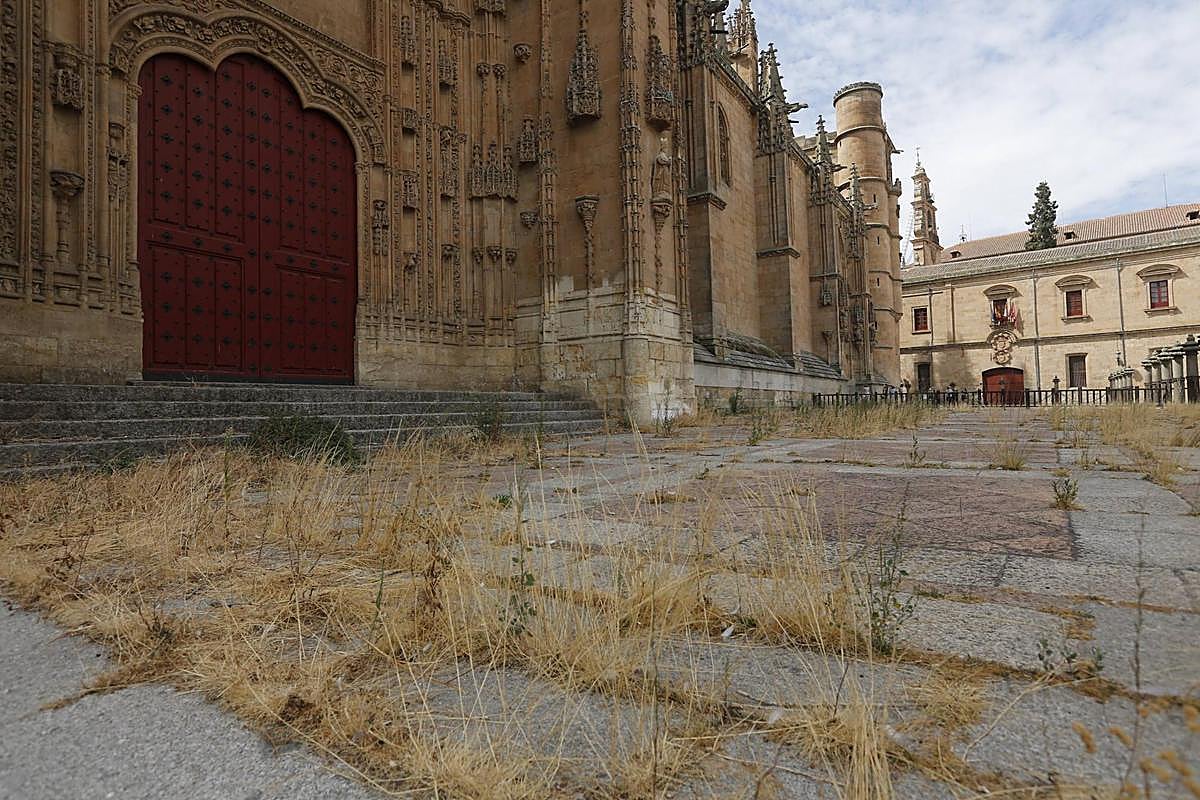 Vegetación que ha crecido sobre el atrio de la Catedral desde que fue precintado por riesgo de derrumbe.