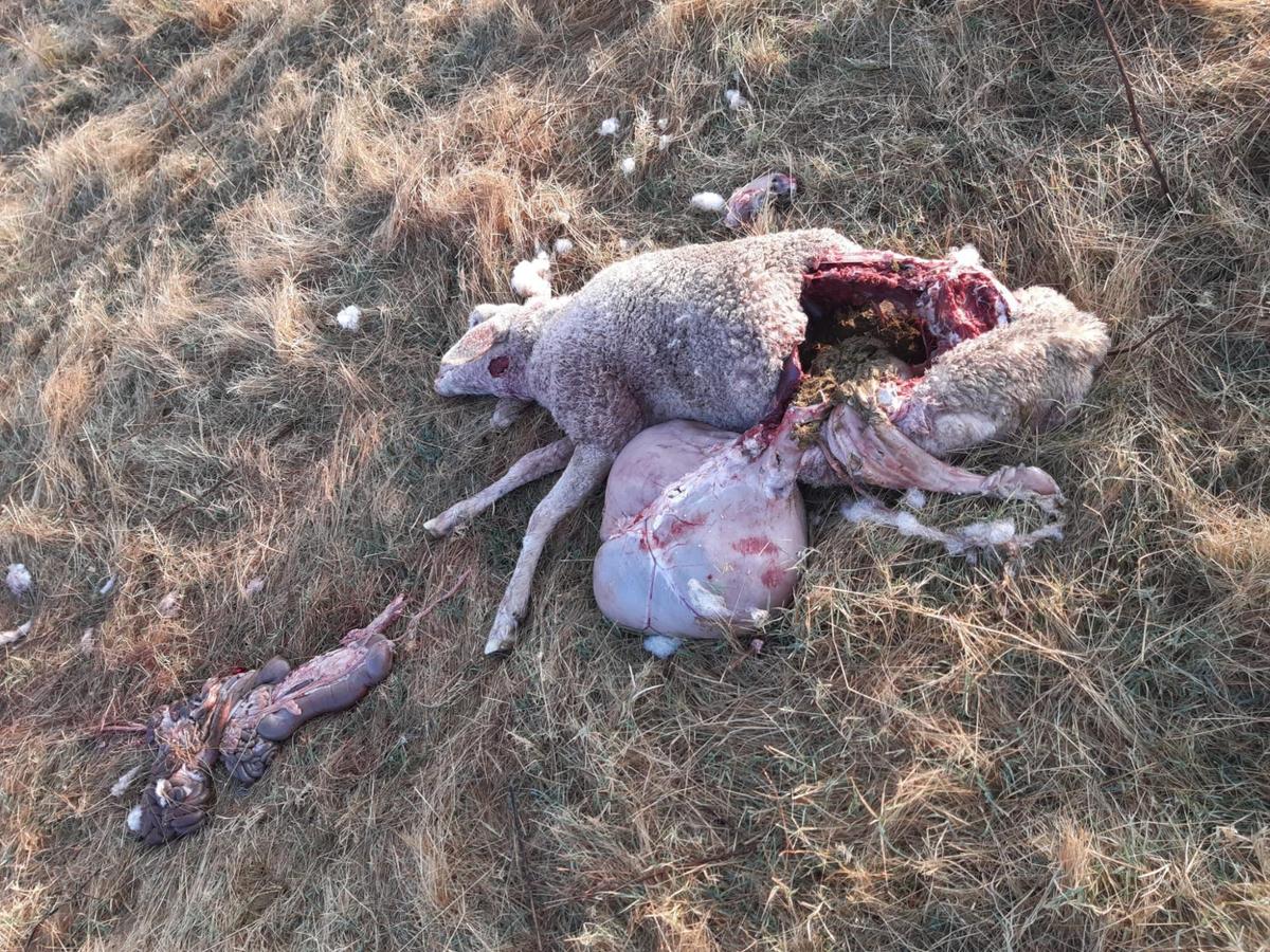 Otra de las ovejas atacadas en la localidad de Larrodrigo.