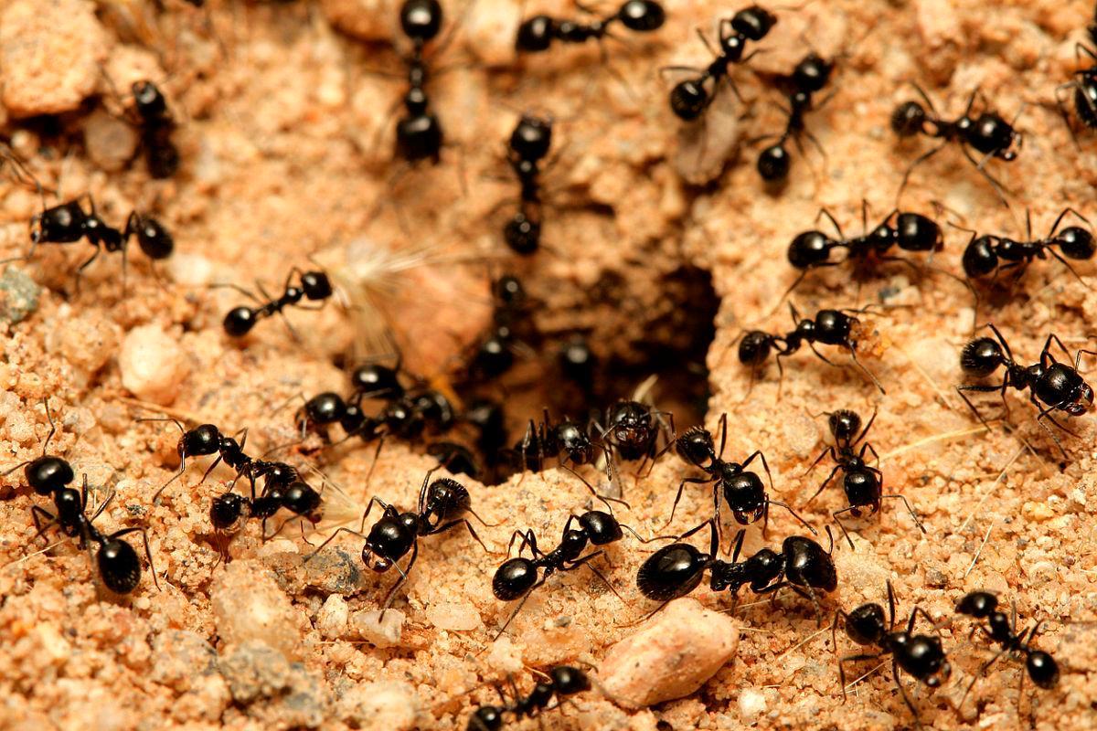 Cómo encontrar un nido de hormigas en casa.