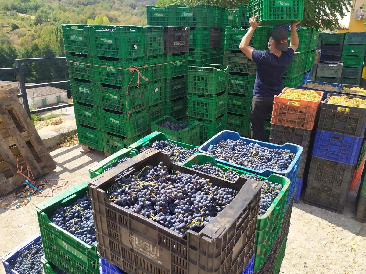 Preparando uvas para cargar en Santibáñez de la Sierra.