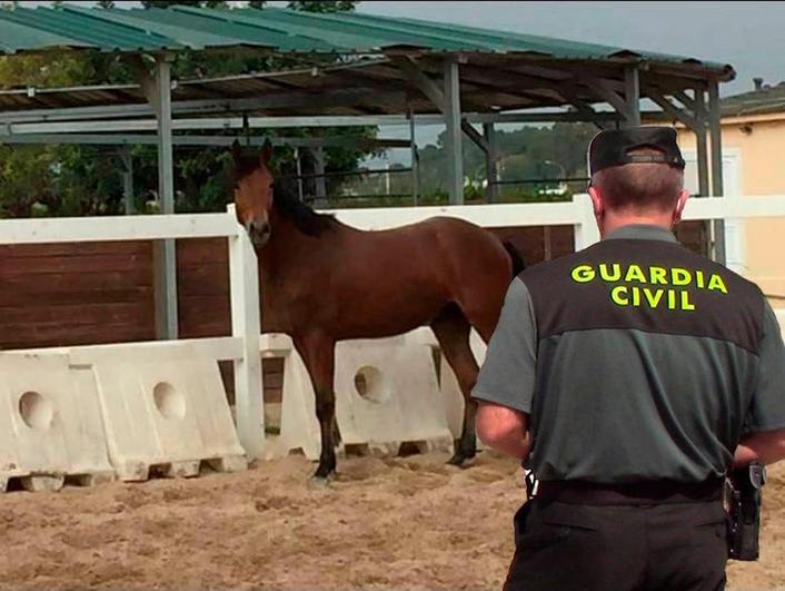 El caballo recuperado.