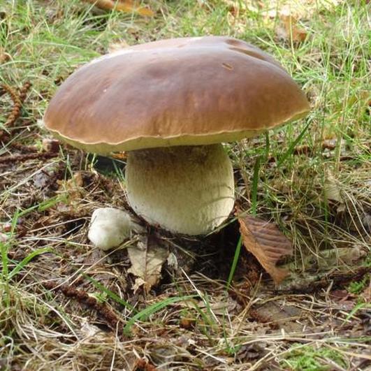 Imagen de un boletus.