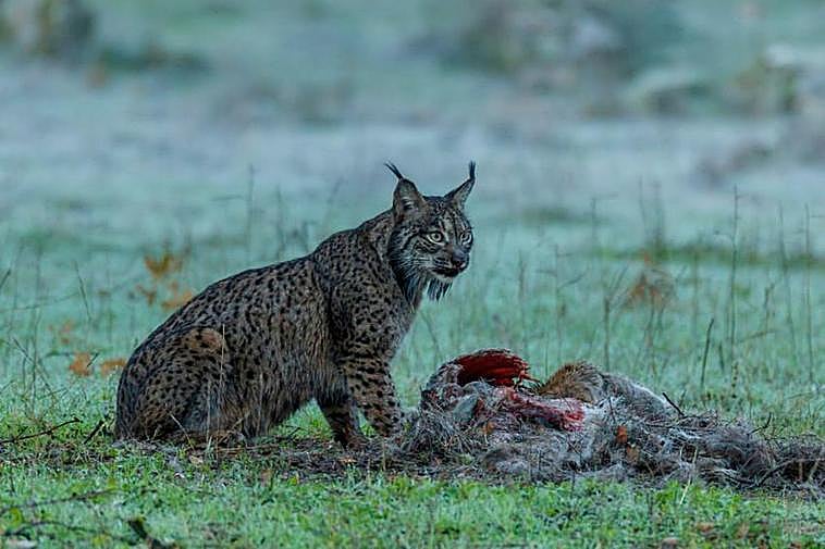 El lince ibérico, uno de los protagonistas de “Dehesa”