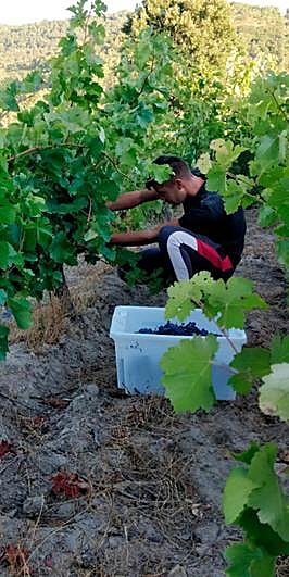 Luis Jiménez, durante la vendimia.