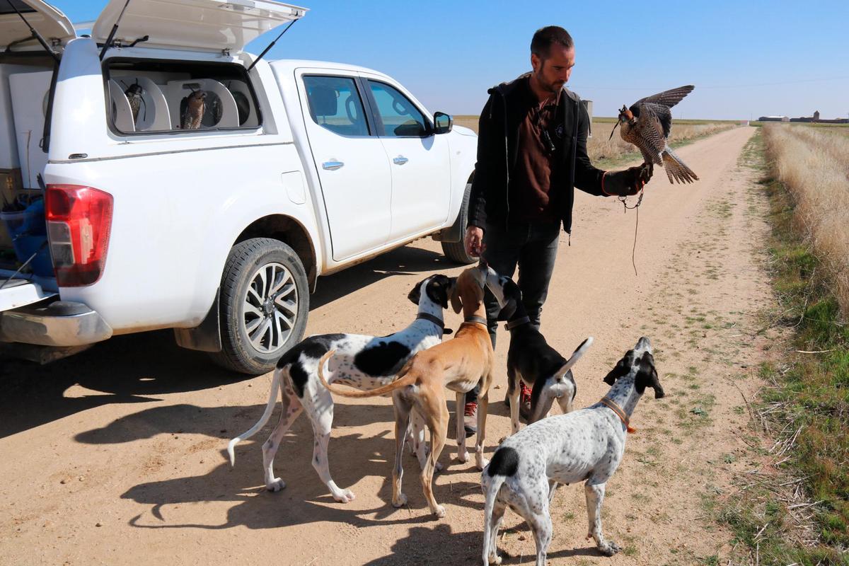 Fran Rodero junto a los perros de raza Saluki preparados ya para la práctica de la caza con los halcones.