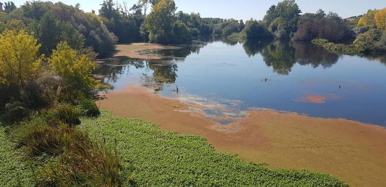 Las presencia de las algas, sobretodo azolla, en las riberas del Tormes a su paso por Alba.