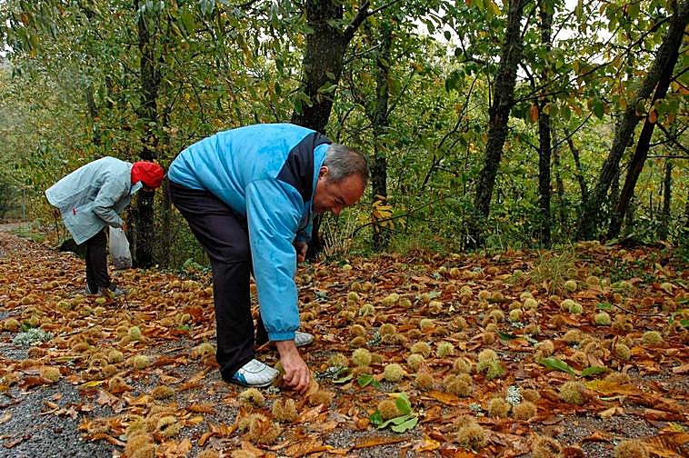 Un senderista recogiendo castañas en la Sierra.