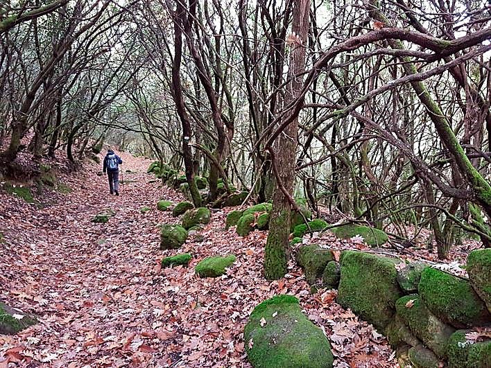 Paisaje del sendero micológico Cepeda-Madroñal-Herguijuela.