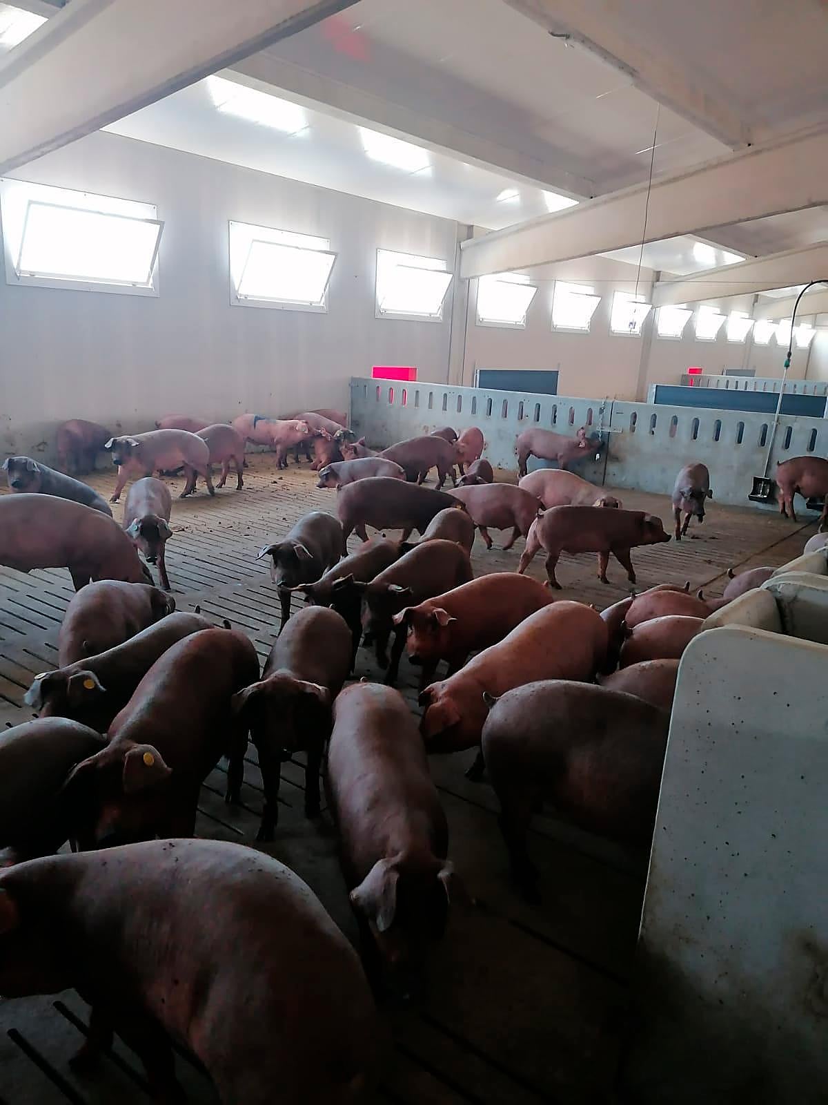 Cerdos en la explotación de Francisco Mediero, cebadero de integración con ICPOR, promovido por Copasa.
