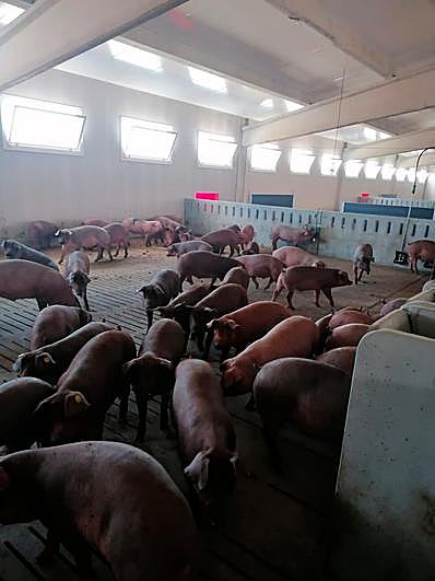 Cerdos en la explotación de Francisco Mediero, cebadero de integración con ICPOR, promovido por Copasa.