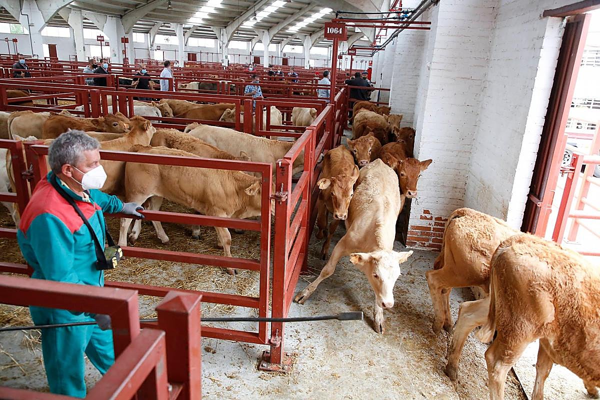 Imagen del mercado de ganados de Salamanca, ahora con el aforo limitado al 50%.