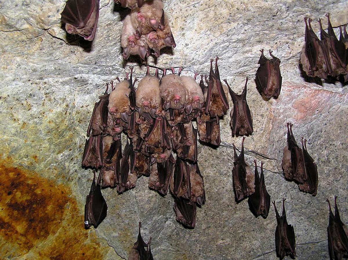 Colonia mixta de diversas especies del género Rhinolophus.