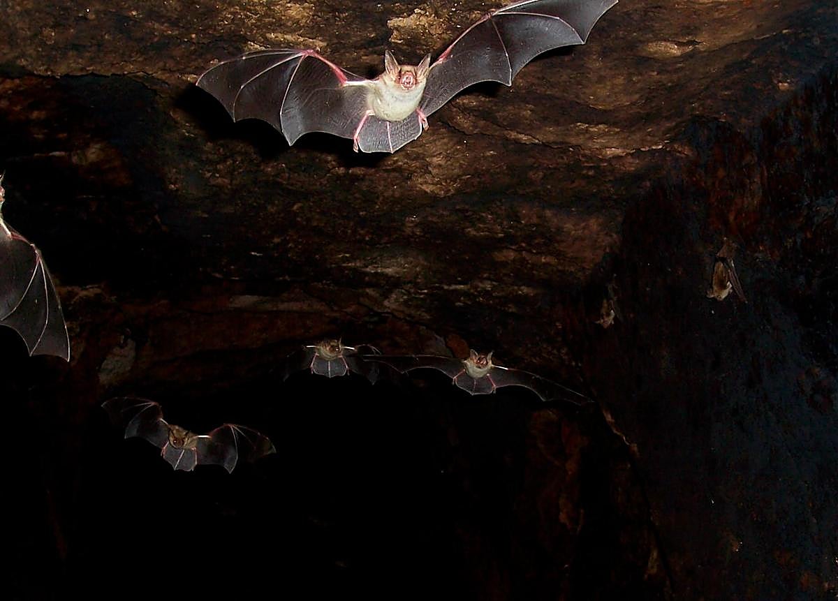 Varios ejemplares de murciélago ratonero grande (Myotis myotis) salen de un refugio
