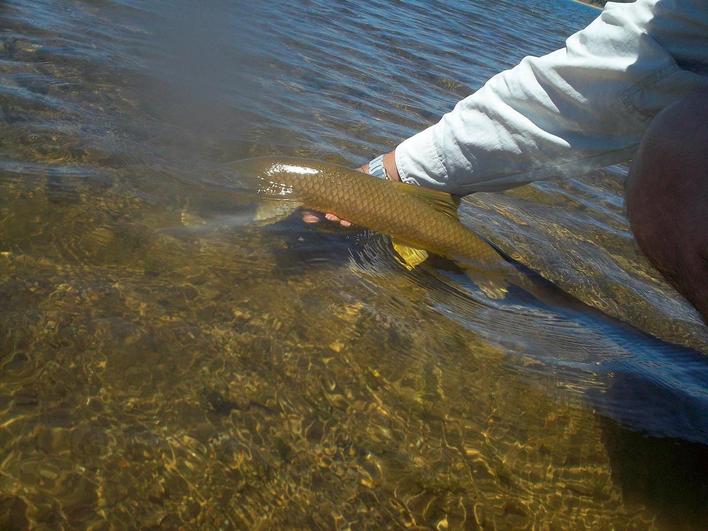 Suelta de un barbo en el embalse de Santa Teresa